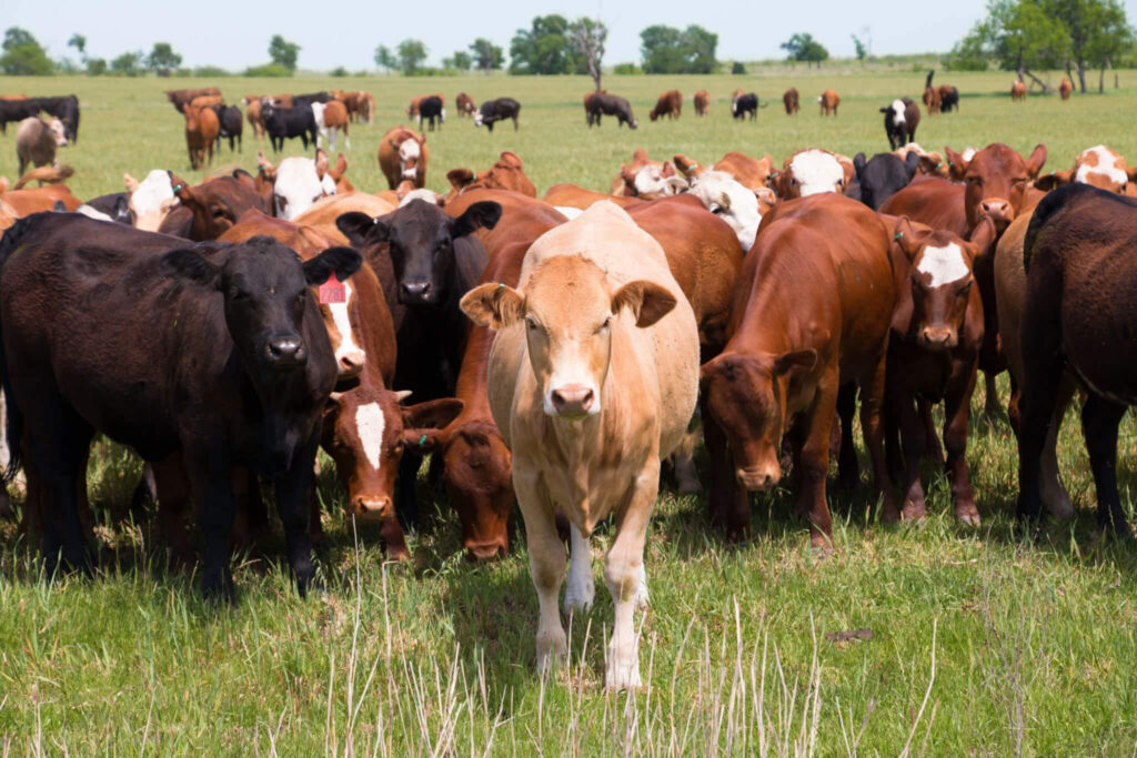 A herd of cattle grazing on open pasture in the United States