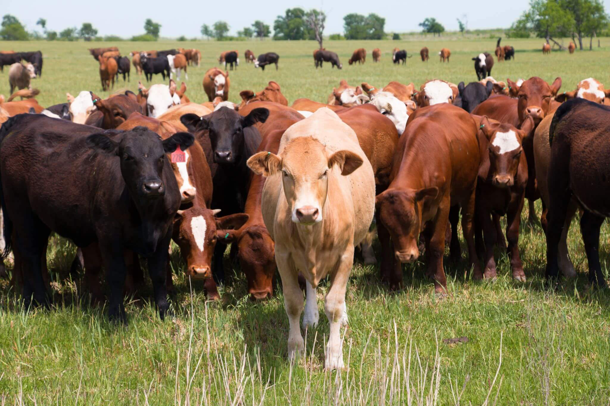 A herd of cattle grazing on open pasture in the United States
